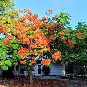 A  Royal Poinciana Tree over 18 inches tall in a four inch pot with plant food.